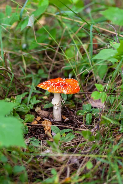 Een Oneetbare Paddenstoel Een Rode Vlieg Agaric Buurt Van Een — Stockfoto