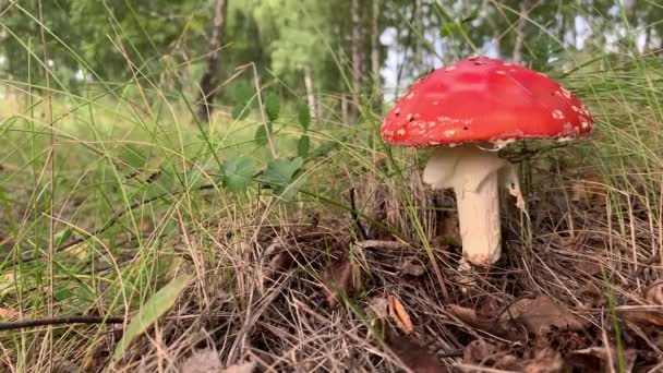 Inedible Cogumelo Venenoso Agaric Mosca Vermelha Perto Uma Árvore Fundo — Vídeo de Stock