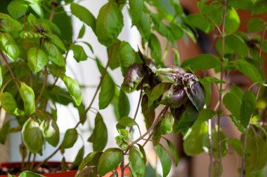 Taze yeşil fesleğen evde, balkonda yetişiyor. Yeşil fesleğen yaprakları yemek için hazır. Pizza, salata ve diğer yemekler için taze bitkiler.