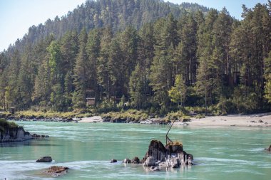 Hızlı akan geniş ve tamamen akan bir dağ nehri. Büyük kayalar sudan dışarı çıkar. Büyük dağ nehri Katun, turkuaz renk, Altai Dağları, Altai Cumhuriyeti.