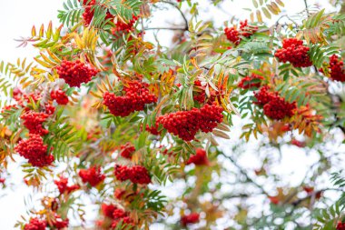Bulanık yeşil arka plan üzerinde Dağ rowan kül dalı çilek. Sonbahar hasadı natürmort sahnesi. Yumuşak odak fon fotoğrafçılığı. Kopyalama alanı.