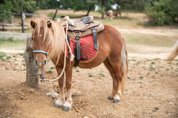 Hermoso Pony Stand Una Granja Del Oeste Salvaje —  Fotos de Stock