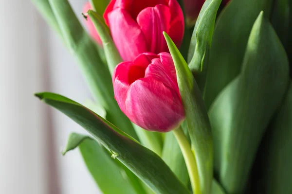 Bouquet red and pink tulips close up