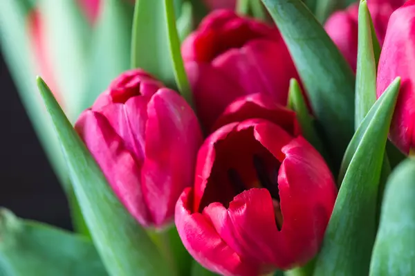 Bouquet red and pink tulips close up