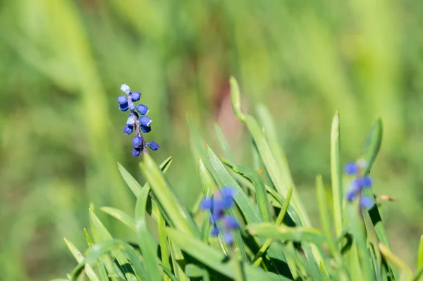 Blue flower in the garden on a sunny day — Stock Photo, Image