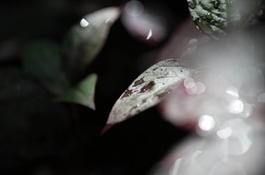Bir yağmur sonra bitkilerin yaprakları üzerinde Su damlacıkları yakın çekim
