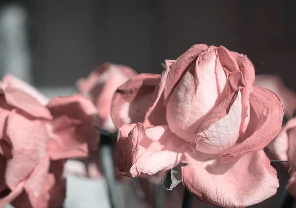 Fading rose pink color close up