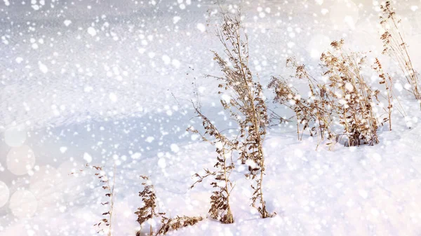 Přirozené Zimní Pozadí Krásná Zimní Krajina Sušenou Trávou Při Západu — Stock fotografie