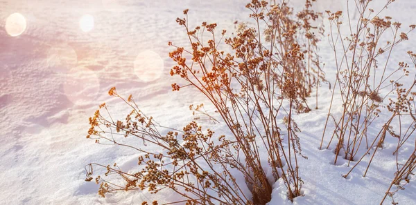 Fondo Hermoso Invierno Natural Paisaje Invernal Con Hierba Seca Atardecer —  Fotos de Stock