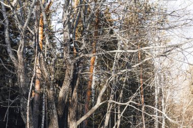 Güneşli çıplak gövdeler kışın açık havada dalları olan ağaçları kapatır. Doğal kış ahşap arka plan.