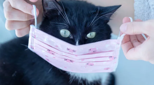 Dłonie młodej dziewczyny wprowadzenie zabawy dzieci różowa medyczna maska ochronna na pysk czarnego kota. Zabawny obraz ze zwierzakiem. — Zdjęcie stockowe