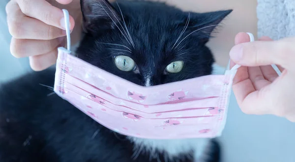 O gato fofo está brincando com uma bola de fios rosa. curioso