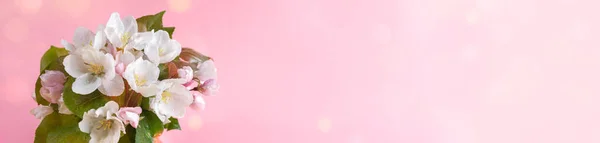 Широкий цветочный баннер. Букет мокрых цветущих розовых яблонь или сакуры веток на розовом фоне с боке и копировального пространства. — стоковое фото