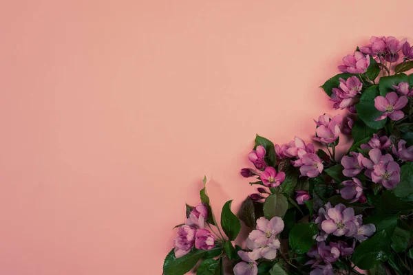 Ramos de galhos de cereja florescendo frescos ou macieira em pano de fundo rosa. Moody Flores. — Fotografia de Stock