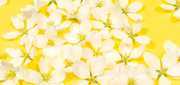流行の黄色のイルミネーションの背景に白いリンゴの木の花の頭を持つ春の背景を閉じます 母の日 バレンタインデー 結婚式のお祝いの背景 — ストック写真