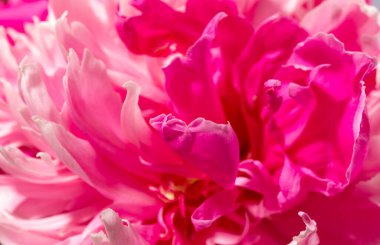 Taze mor şakayık yapraklarının bulanık çiçek arkaplanı tatil duvar kağıtları ya da arka plan olarak kapanıyor. Sevgililer Günü, Anneler Günü, Kadınlar Haftası, Uluslararası Kadınlar Günü. Yumuşak odaklanma. Boşluğu kopyala.