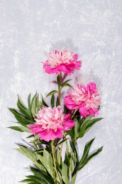 Üç taze pembe şakayık çiçeği gri dokulu arka planda yatıyor. Sevgililer Günü, Anneler Günü, Kadınlar Haftası, Uluslararası Kadınlar Günü, düğün çiçekli tebrik kartı. Üst görünüm.
