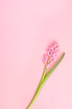 Spring festive minimal vertical background with one pink hyacinth flower on pastel pink with copy space.