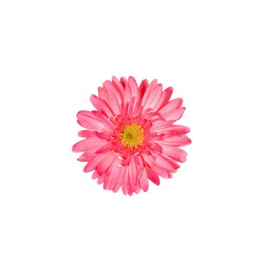 Beyaz arka planda izole edilmiş pembe bir Gerbera çiçeği. Düğün, kadınlar günü, sevgililer günü ya da anneler günü için en az kutlama planı. Uzayı kopyala Kare yönelimi.
