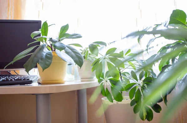 Accueil lieu de travail confortable avec ordinateur et plantes de serre près de la fenêtre fermer. — Photo