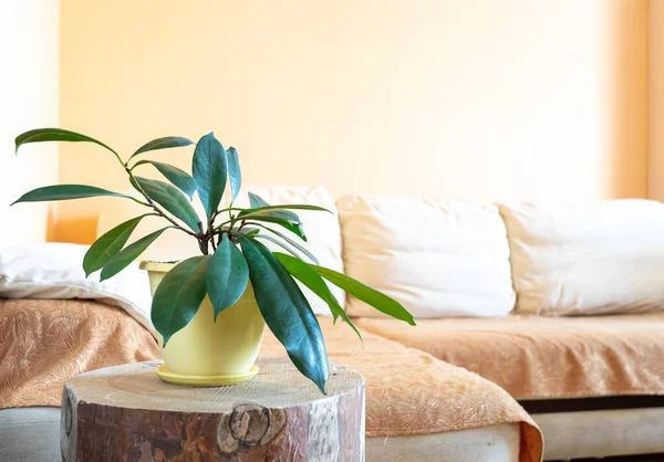 Élégant intérieur tendance maison réel avec ficus plante maison verte sur souche ronde en bois. Espace de copie. — Photo