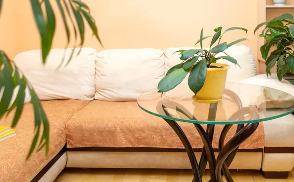 Élégant intérieur tendance avec canapé d'angle lumineux et plantes de maison différentes vertes. — Photo
