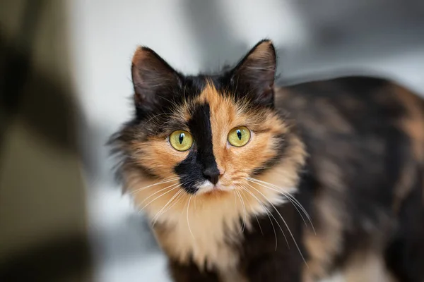 Bonito gato de três cores em pé contra o fundo da parede com sombras e olhando para a câmera. — Fotografia de Stock