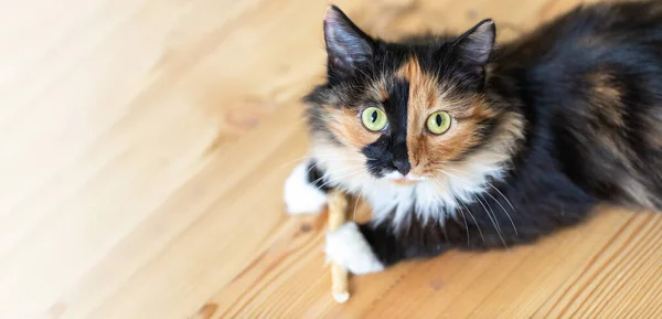 Publicidade banner com três cores laranja-preto-e-branco jovem gato está deitado no chão de madeira e olhando para a câmera. — Fotografia de Stock