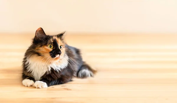 Прапор з милою пухнастою молодою трикольоровою помаранчево-чорно-білою кішкою, що лежить на дерев'яній підлозі і з копіювальним простором . — стокове фото