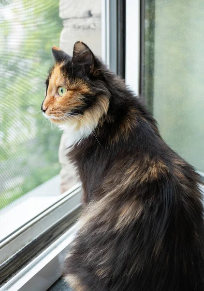 Doméstico de cabelos compridos de três cores laranja-preto-e-branco gato está sentado perto da janela aberta e olhando para fora. — Fotografia de Stock