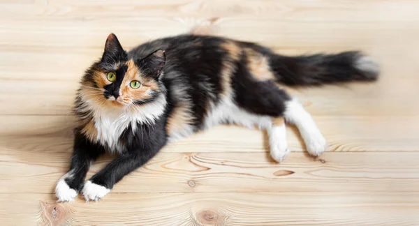 Bonito Três Cores Laranja Preto Branco Jovem Gato Está Deitado — Fotografia de Stock