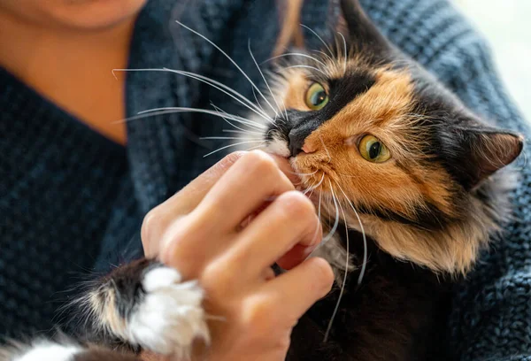 Чарівний трикольоровий молодий кіт грає з рукою своєї коханки. Вибірковий фокус на дулі кота . — стокове фото