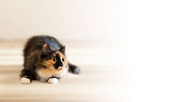 Baner reklamowy z trójkolorową zabawną młodą kotką leżącą na drewnianej podłodze i skupioną z ciekawością odwracającą wzrok. — Zdjęcie stockowe