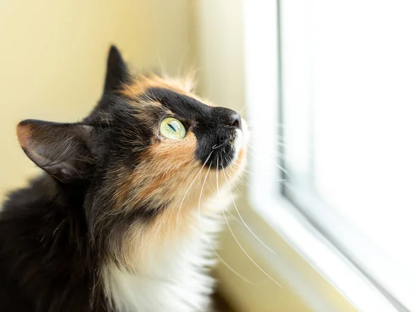 Gato de cabelo comprido de três cores laranja-preto-e-branco olhando de perto pela janela. — Fotografia de Stock