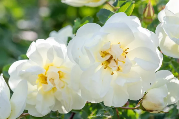 White rose bush flowers close up on blurry natural yellow-green backdrop bokeh. Selective focus.