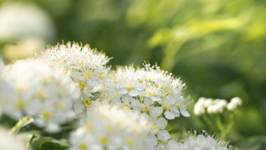 Çiçek açan kırmızı çalı çiçekli bahar pankartı. Bulanık yeşil arka planda beyaz çiçekler. Bahar çiçekleri. Seçici odaklanma. Boşluğu kopyala.