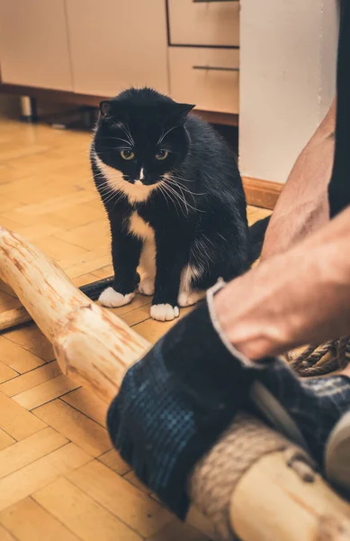 Siyah beyaz kedili bir adam evde kedi ağacı yapıyor..