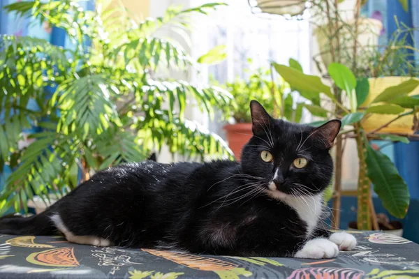 Close up gato preto e branco deitado na tábua de engomar em pano de fundo janela iluminada pelo sol com plantas casa verde. — Fotografia de Stock