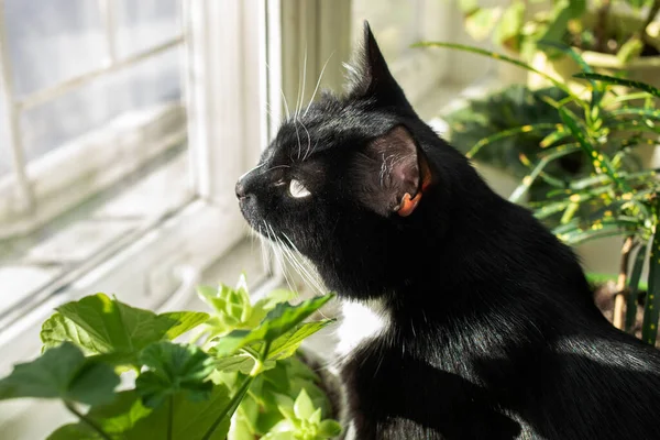 Чорно-білий кіт дивиться сонячне вікно в оточенні зелених домашніх рослин. Вибірковий фокус . — стокове фото