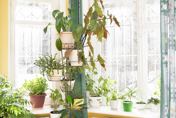 Jardin à la maison avec des plantes vertes de maison en pot sur le stand de fleurs près des fenêtres et sur les appuis des fenêtres dans la journée ensoleillée d'hiver. — Photo