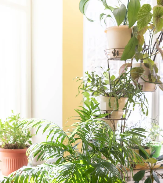 Différentes plantes vertes de maison en pot près de la fenêtre à la maison dans la journée ensoleillée d'hiver. — Photo