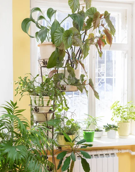 Different green potted house plants on flower stand near window and on windowsill at home in sunny winter day. — Stock Photo, Image