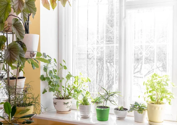 Accueil intérieur confortable avec différentes plantes vertes de maison en pot près de la fenêtre et sur le rebord de la fenêtre dans la journée ensoleillée d'hiver. — Photo