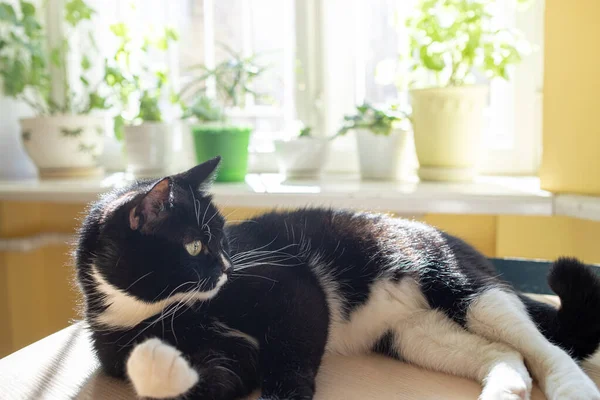 Gato de estimação preto e branco está deitado na mesa e se saciando ao sol antes da janela enevoada com plantas de casa verde. — Fotografia de Stock