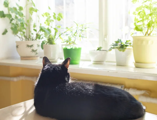 Interior aconchegante desfocado da casa da moda com plantas de casa verde na janela iluminada pelo sol e com gato preto desfrutando do sol. — Fotografia de Stock