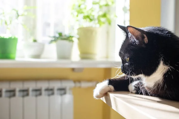 Gato preto está deitado na mesa e se aquecendo ao sol perto da janela com plantas de casa verde. Foco seletivo. — Fotografia de Stock