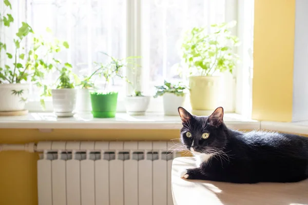 Interior da casa na moda: janela desfocada com plantas de casa verde e com gato preto deitado na mesa e desfrutando do sol. — Fotografia de Stock