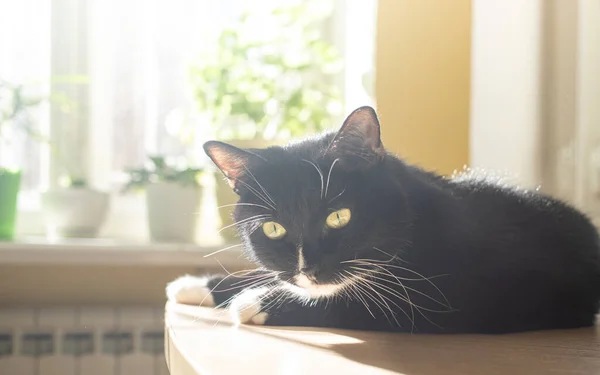 Gato preto engraçado está deitado na mesa perto da janela com plantas de casa verde e desfrutando do sol. — Fotografia de Stock