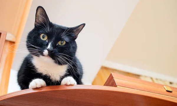 Pet czarny i biały kot siedzi na brązowej szafie w pobliżu sufitu i patrząc w aparat. — Zdjęcie stockowe