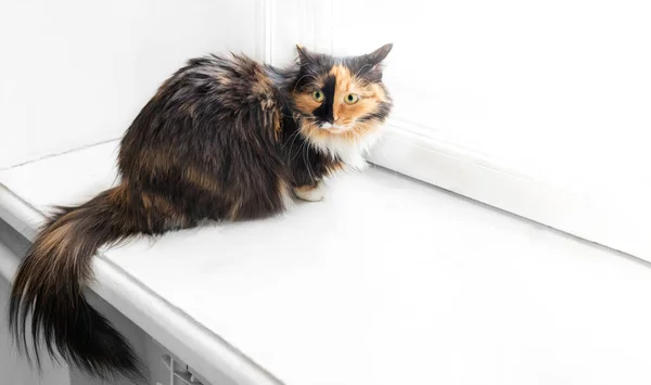 파운드 또는 놀란 세 가지 색상의 솜털 고양이는 텍스트를 위한 사본 공간 이 있는 흰 창턱에 앉아 있다. — 스톡 사진